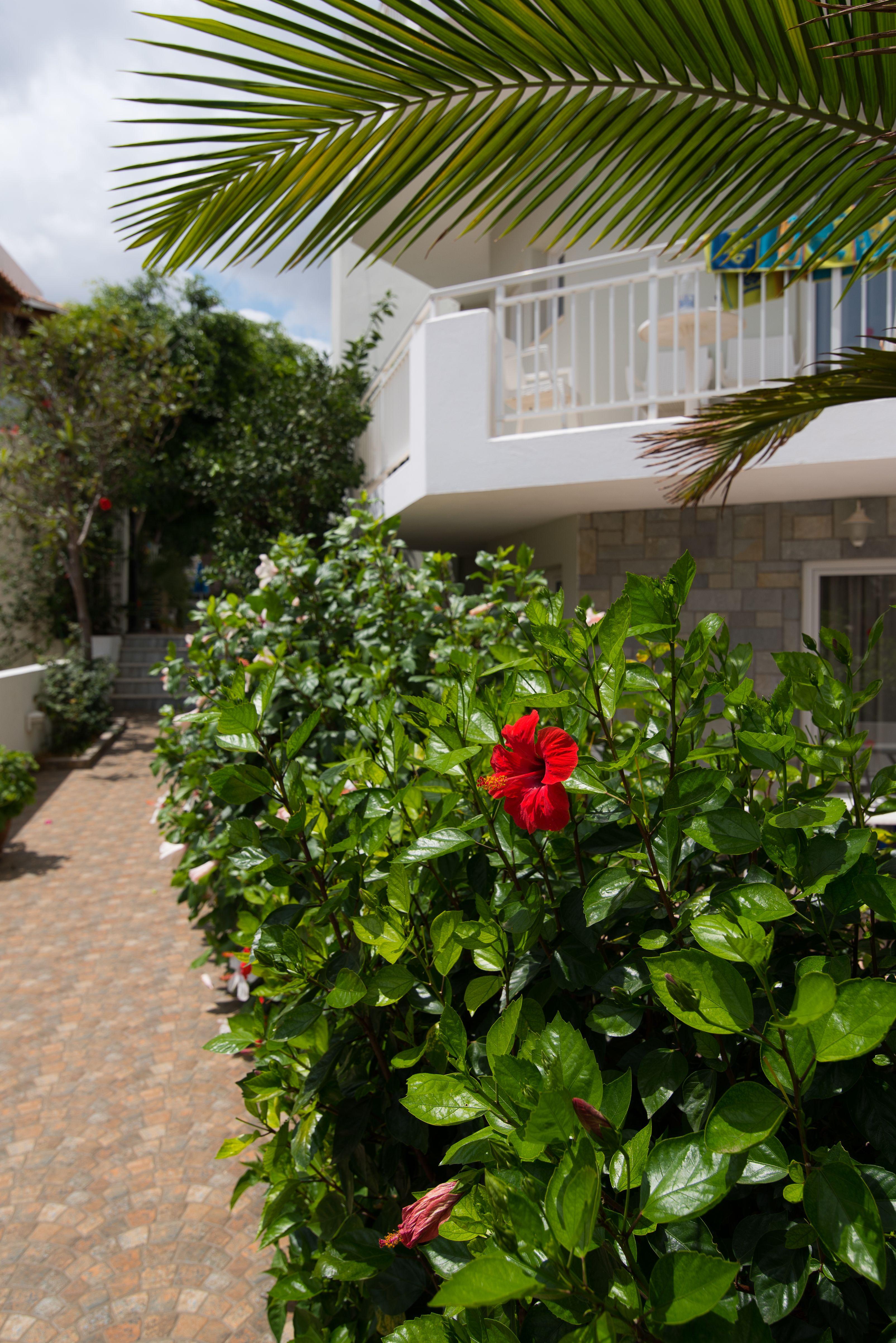 Melissa Apartments, Studios & Suites Mália Exterior foto